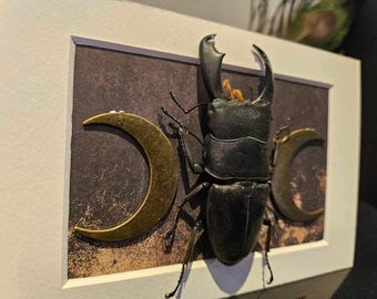 Large beetle in small white frame with mane