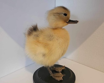 Baby duck in glass dome