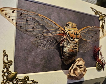 Beautiful large cicadas in frame.