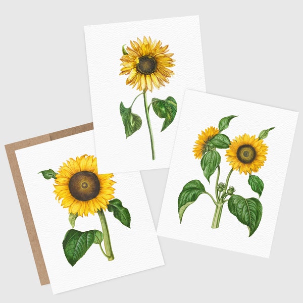 Sunflower Greeting Cards | Greeting Card Pack | Vintage Botanical Illustrations | Blank Inside