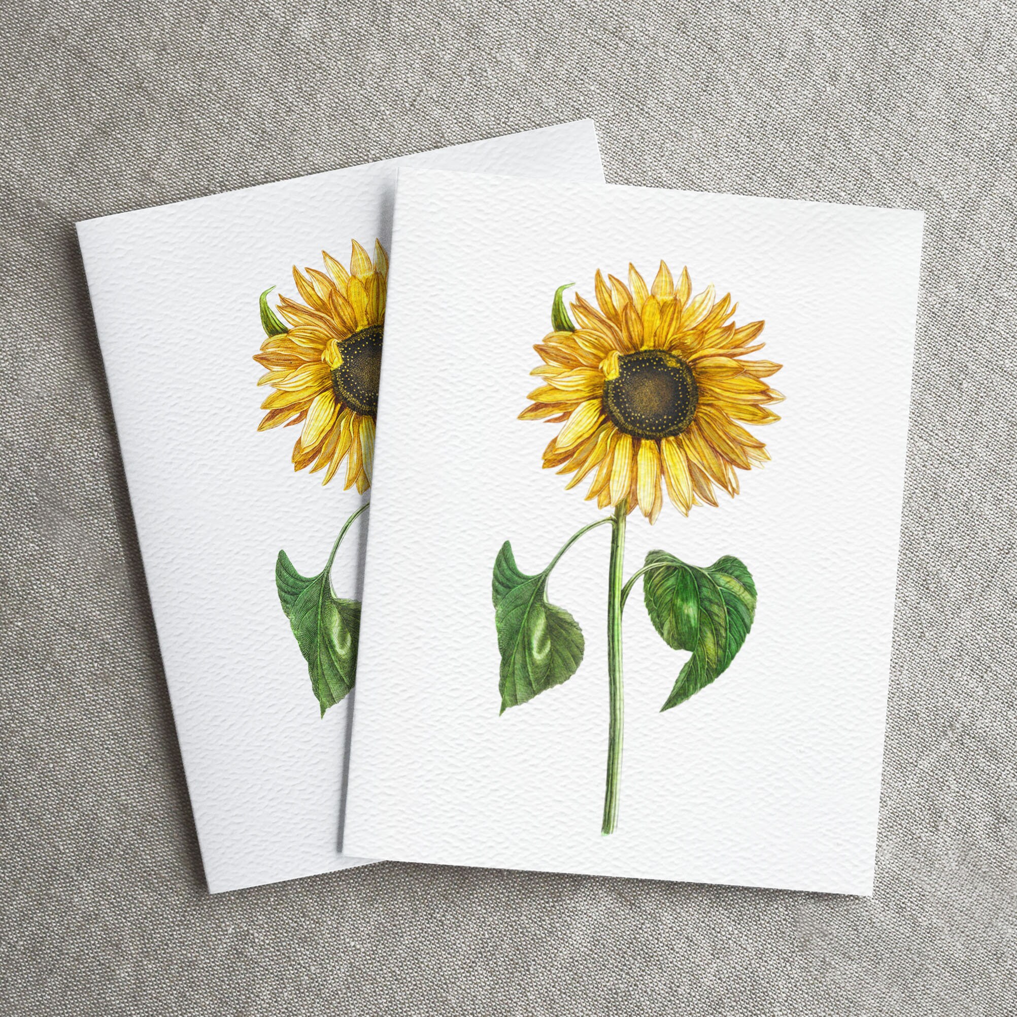 Sunflower Greeting Cards | Greeting Card Pack | Vintage Botanical ...