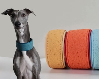 May include: A grey whippet dog wearing a teal blue leather dog collar.  Three colorful leather dog collars are in the background. The collars are yellow, orange, and blue.