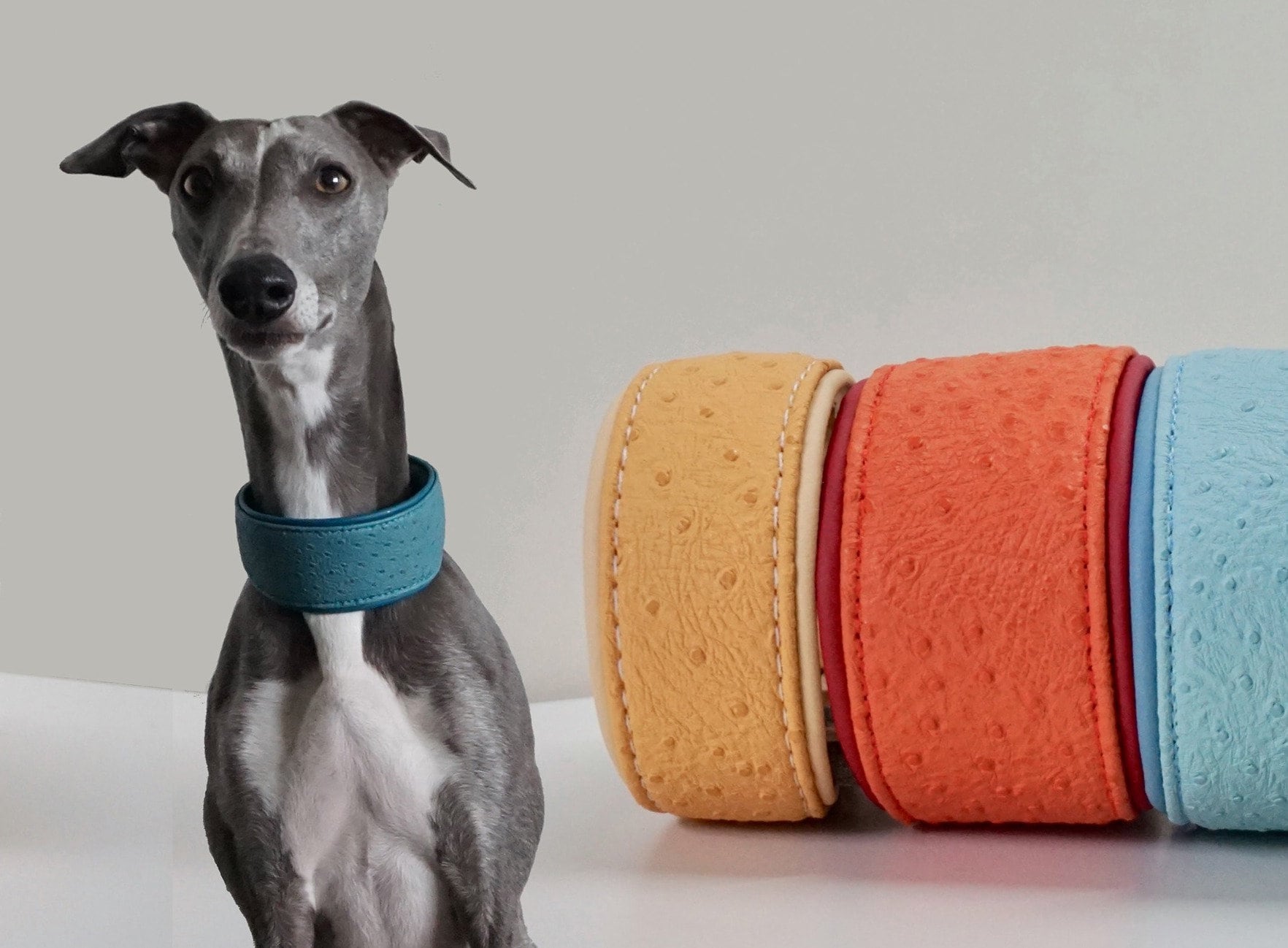 greyhound dog collars