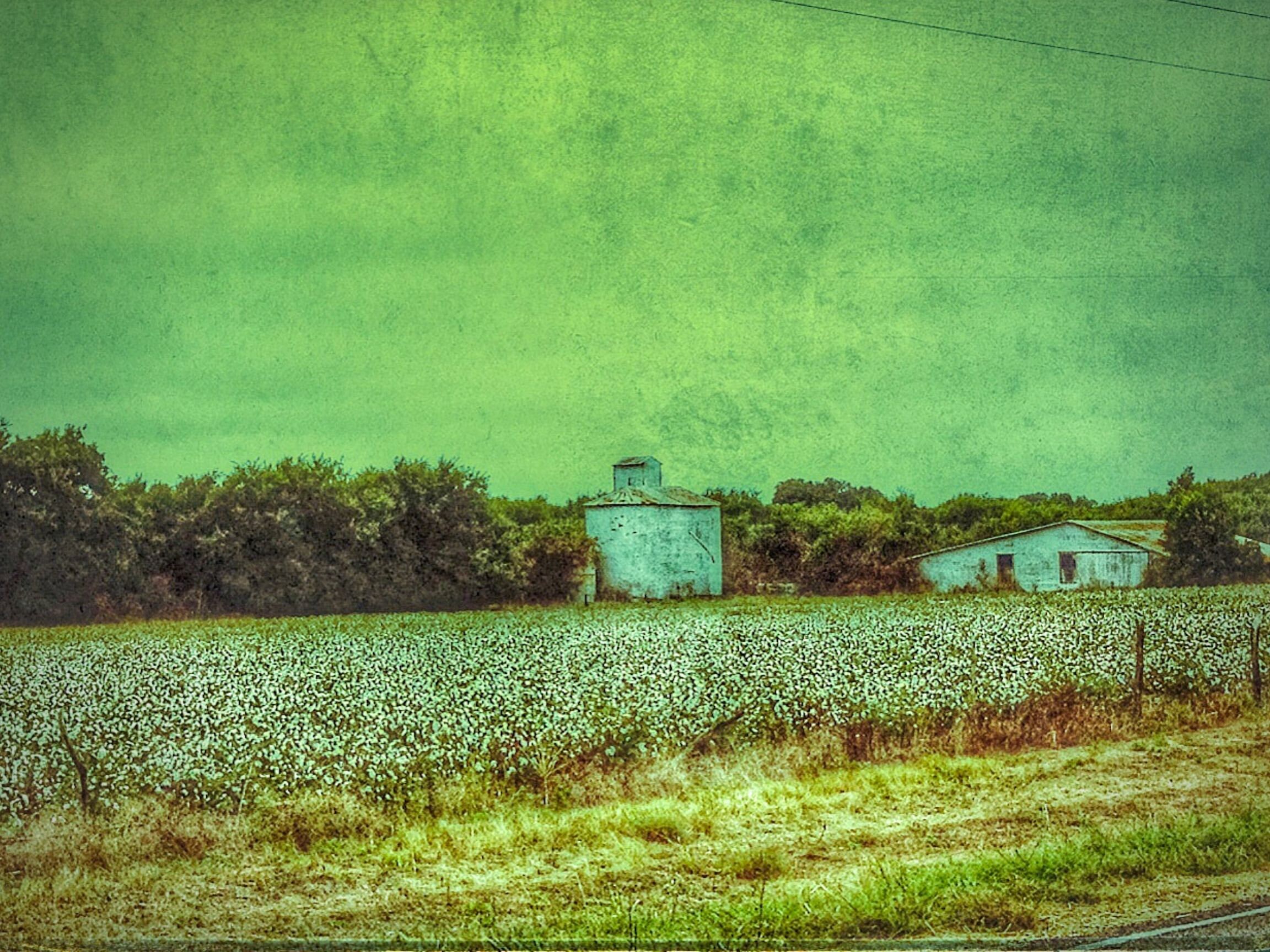 Waco TX Cotton Field Photo Print Etsy