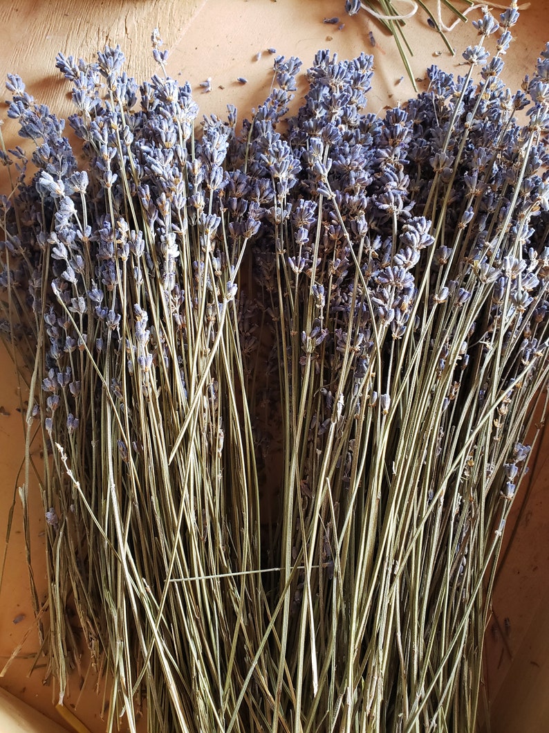 Dried Lavender Bunches long Etsy