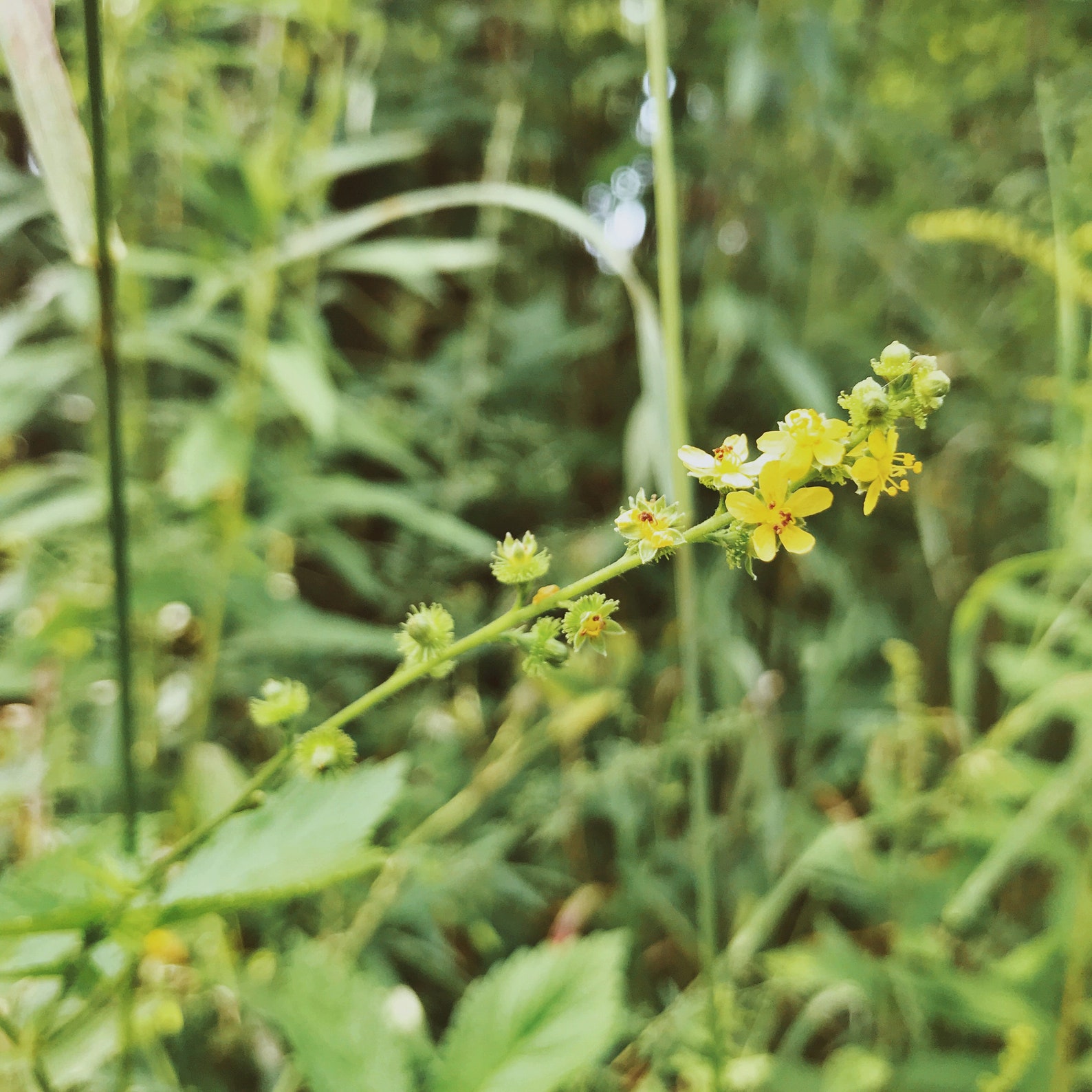 Protection Boundaries Flower Essence for Empaths Etsy