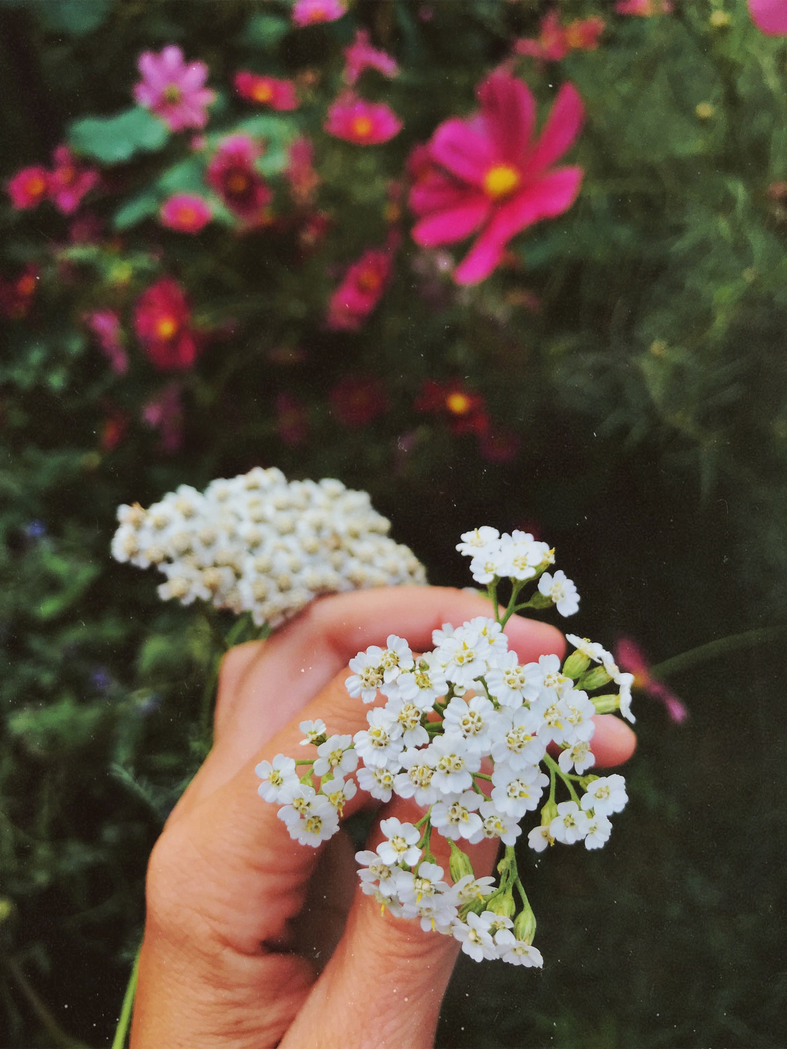 Protection Boundaries Flower Essence for Empaths Etsy