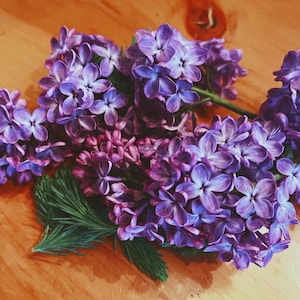 Lilac Flower Essence