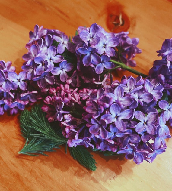 Lilac Flower Essence Etsy