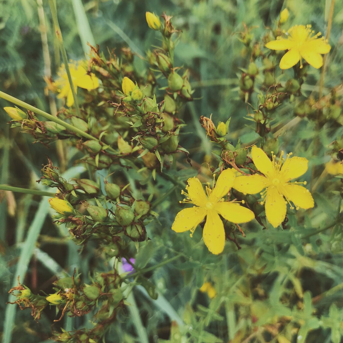 Protection Boundaries Flower Essence for Empaths Etsy