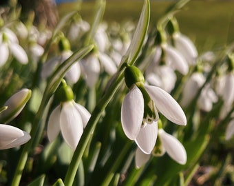 Snowdrop Spring Equinox Flower Essence {Hope + Renewal + Transformation}