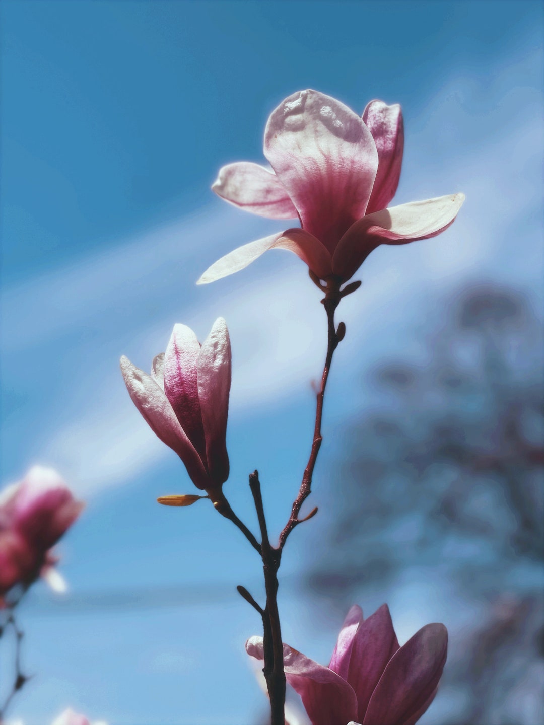 Magnolia Flower Essence Etsy