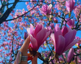 Magnolia Flower Essence