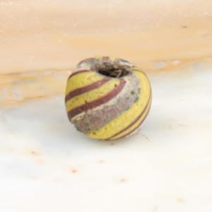 Oude Jatim-glaskraal