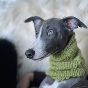 Copricollo per cani con collo lungo Copricollo caldo per cani con collo lungo Copricollo per cani invernale Scaldacollo per cani con collo lungo Cani con collo corto