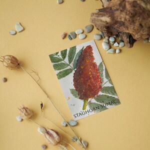 Pusta kartka z akwarelowym nadrukiem Staghorn Sumac | Botaniczne kartki z akwarelowym nadrukiem Staghorn Sumac | Karta botaniczna | Pusta kartka botaniczna Sumac