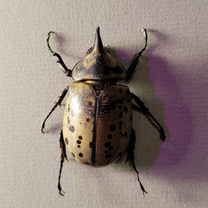 Eastern Hercules Beetle Postcard