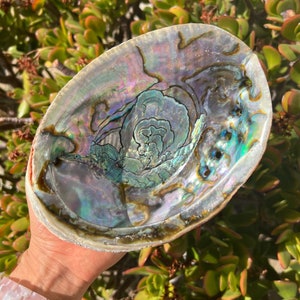 Large Rainbow Abalone Shell | Perfect for Smudging | Smudge Bowl | Large Smudge Bowl | Colorful Abalone Shell | Natures painting in a Shell