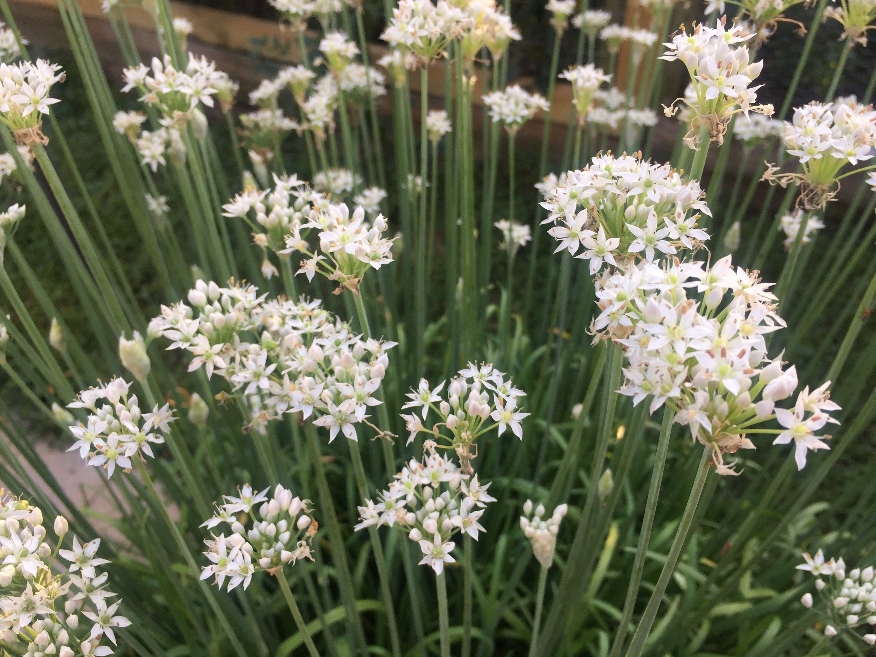 300 Herb Seeds Seeds Chives Seeds 300 Herb Seeds Seeds Chives Seeds