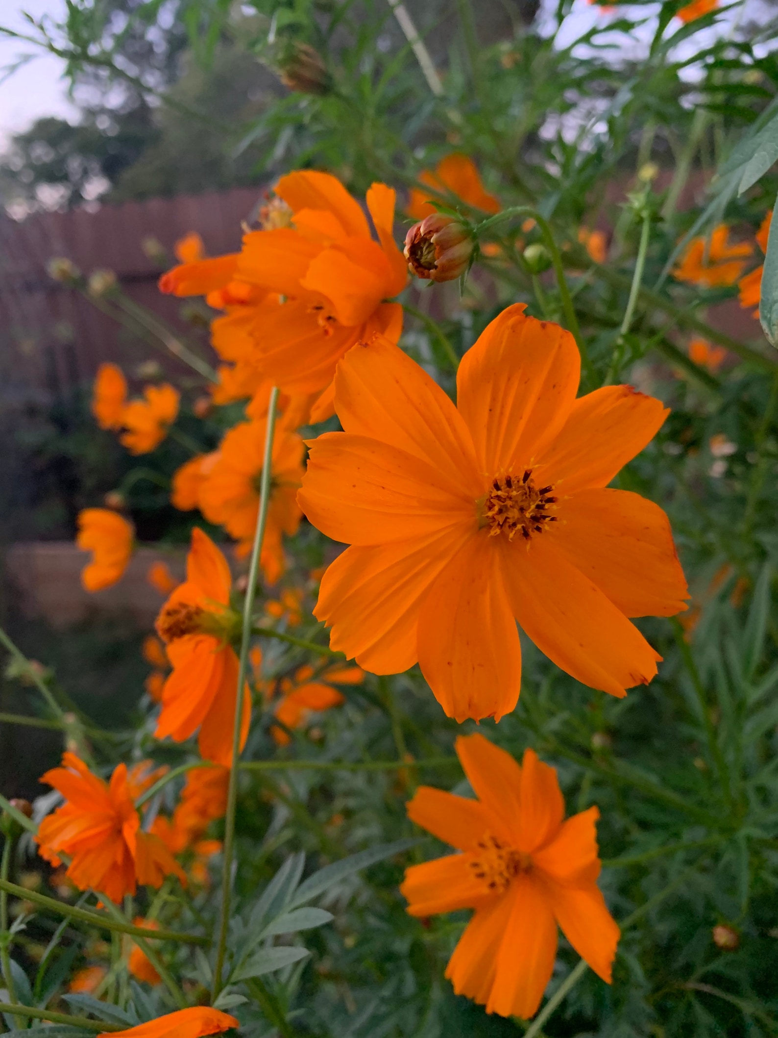 40 Tall Orange Cosmos Seeds FREE SHIPPING Etsy