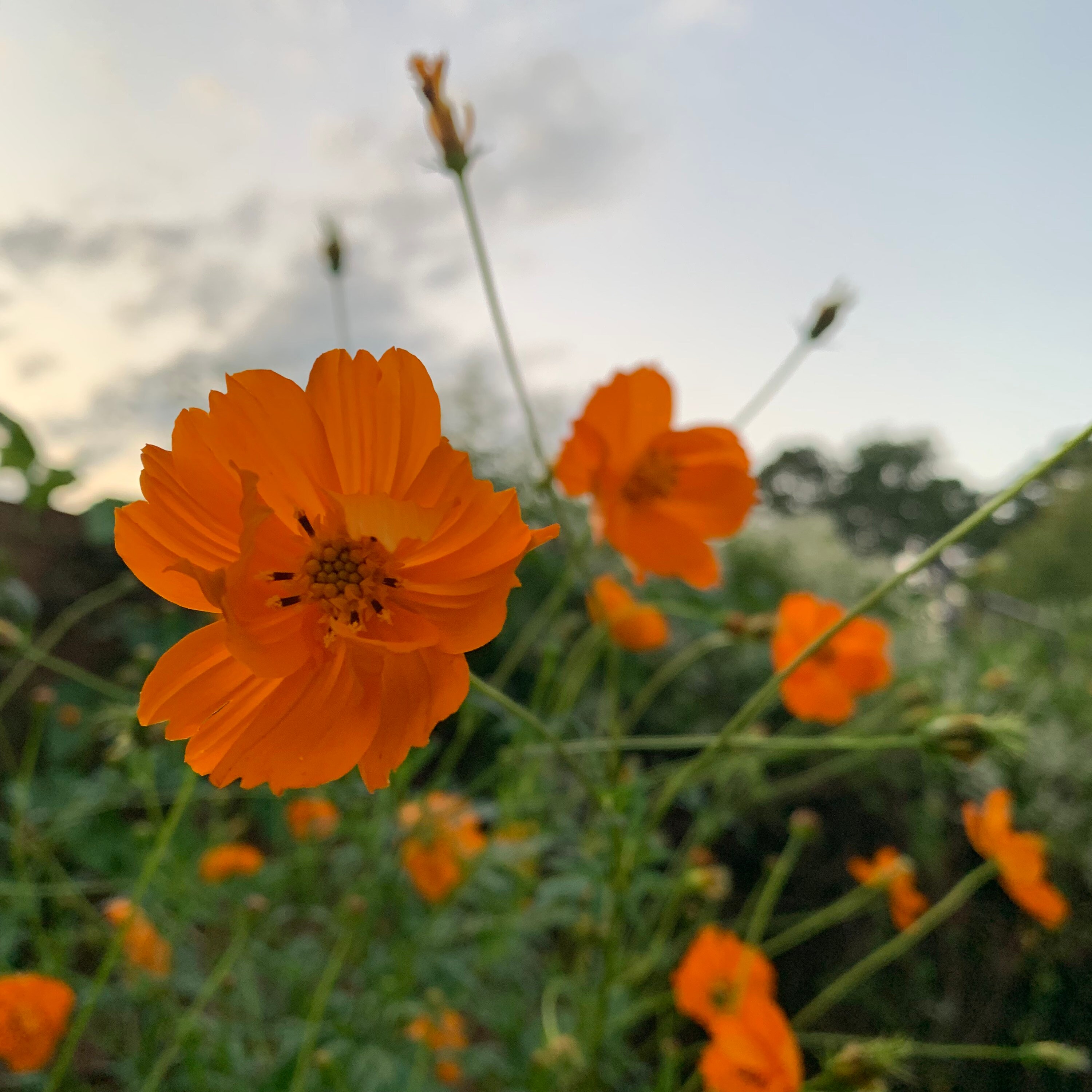 40 Tall Orange Cosmos Seeds FREE SHIPPING Etsy