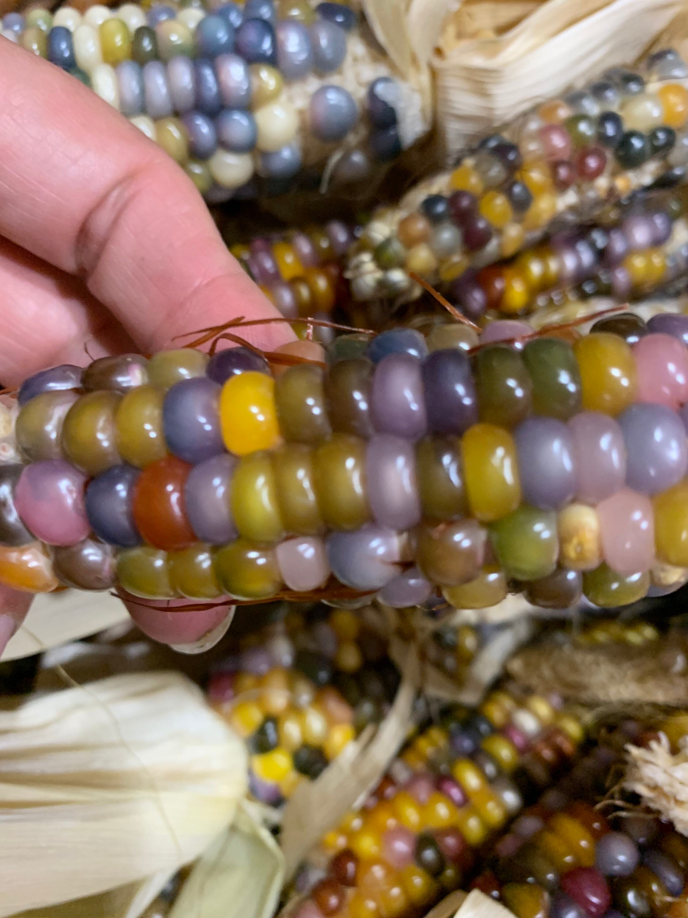 Glass Gem Heirloom Corn 45 Seeds Etsy