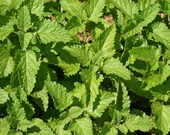 Lemon Balm Culinary Herb Seeds bin314