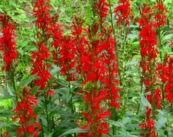 cardinal flower etsy