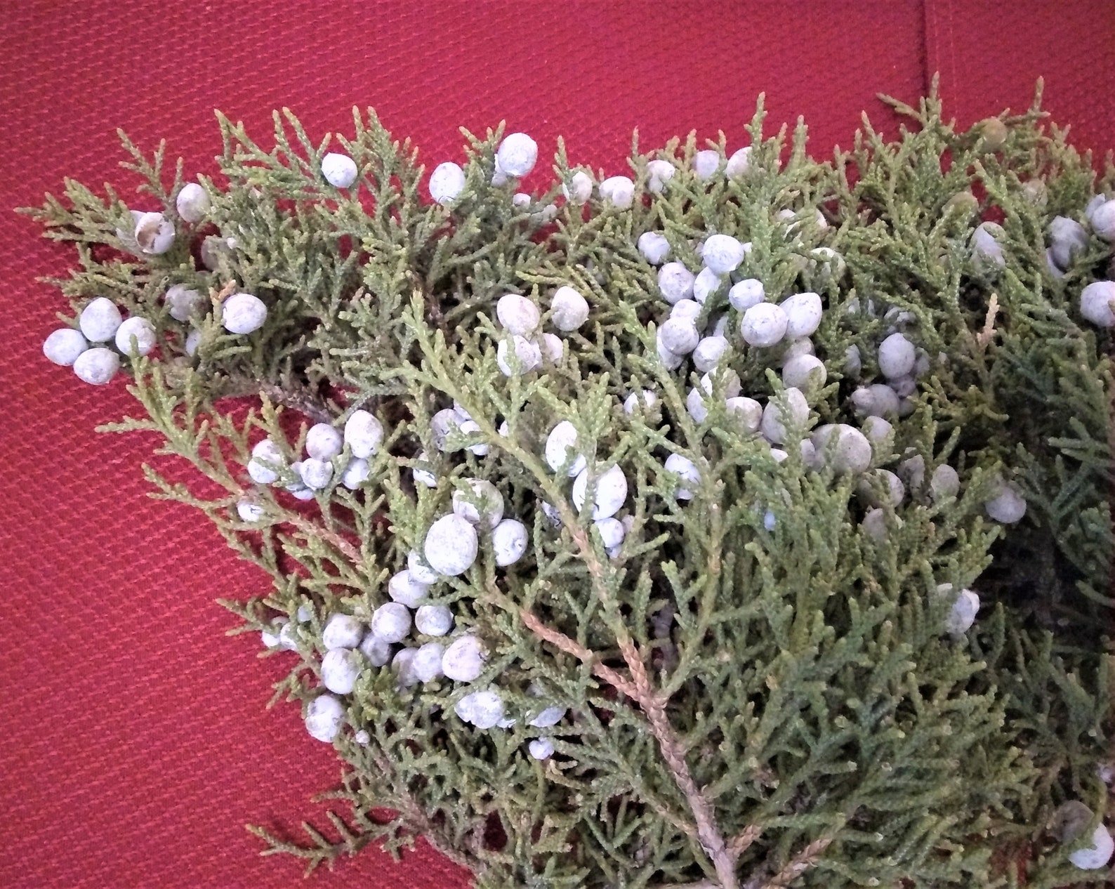 Fresh Cut Juniper Branches & Berries Wedding Décor Fresh Etsy