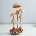 see more listings in the Mushroom section
