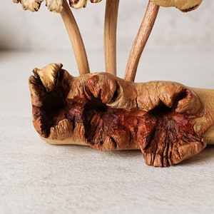 Unique Mushroom Sculpture, Forest, Fungus Art, Statue, Mycology, Wood Carving, Rustic, Housewarming, Tabletop Decor, Gift for Sister image 7