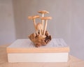 Small Mushroom Sculpture, Personalized Statue, Hand Carved Miniature, Wood Carving, Art, Wooden Figure, Kitchen Decor, Father Day Gift