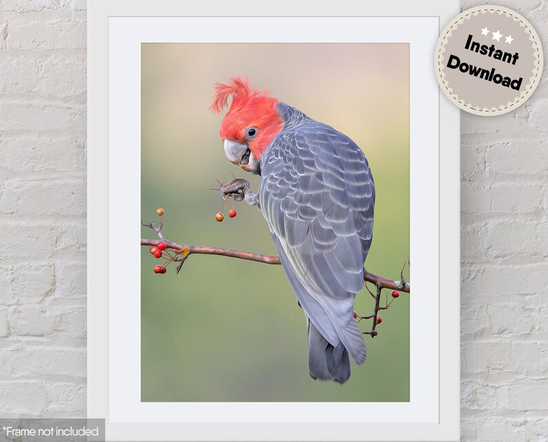 Australian Cockatoo Bird Print Downloadprintable Bird Gang Etsy
