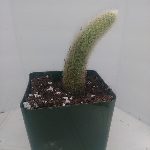 Cactus de queue de singe
