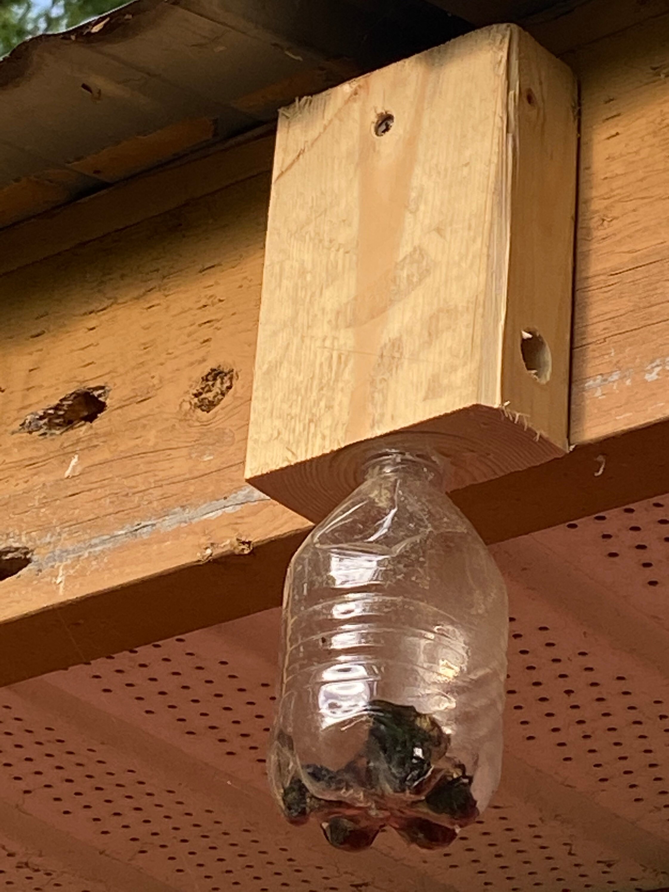 Carpenter Bee Trap Etsy