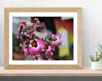 Photography Digital Download, Multi Bloom Orchid