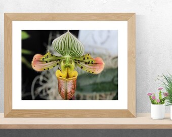 Photography Digital Download, Lady Slipper Orchid