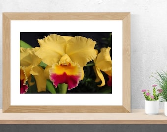 Photography Digital Download, Yellow Orchid