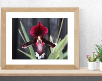 Photography Digital Download, Lady Slipper Orchid