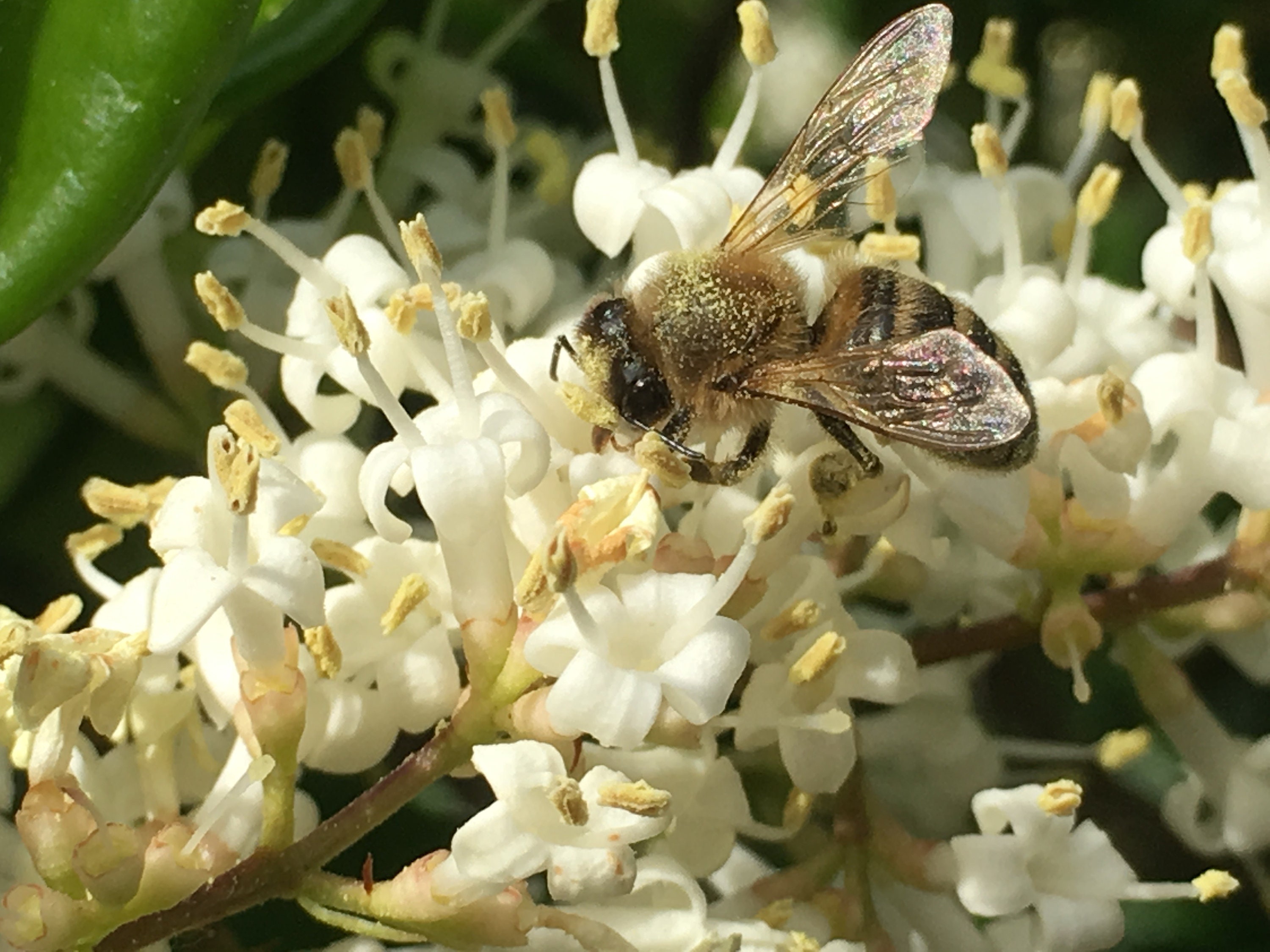 Raw Honey Wildflower Orange Blossom sage Pure Honey Etsy