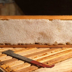 Honey Comb Fresh Local Honey image 6