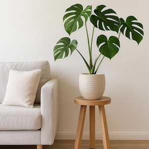 May include: A potted Monstera plant with large, green, split-leaf foliage sits on a small, round, wooden stool. The plant is in a cream-colored, ribbed ceramic pot. A light gray sofa and a cream-colored rug are also in the image.
