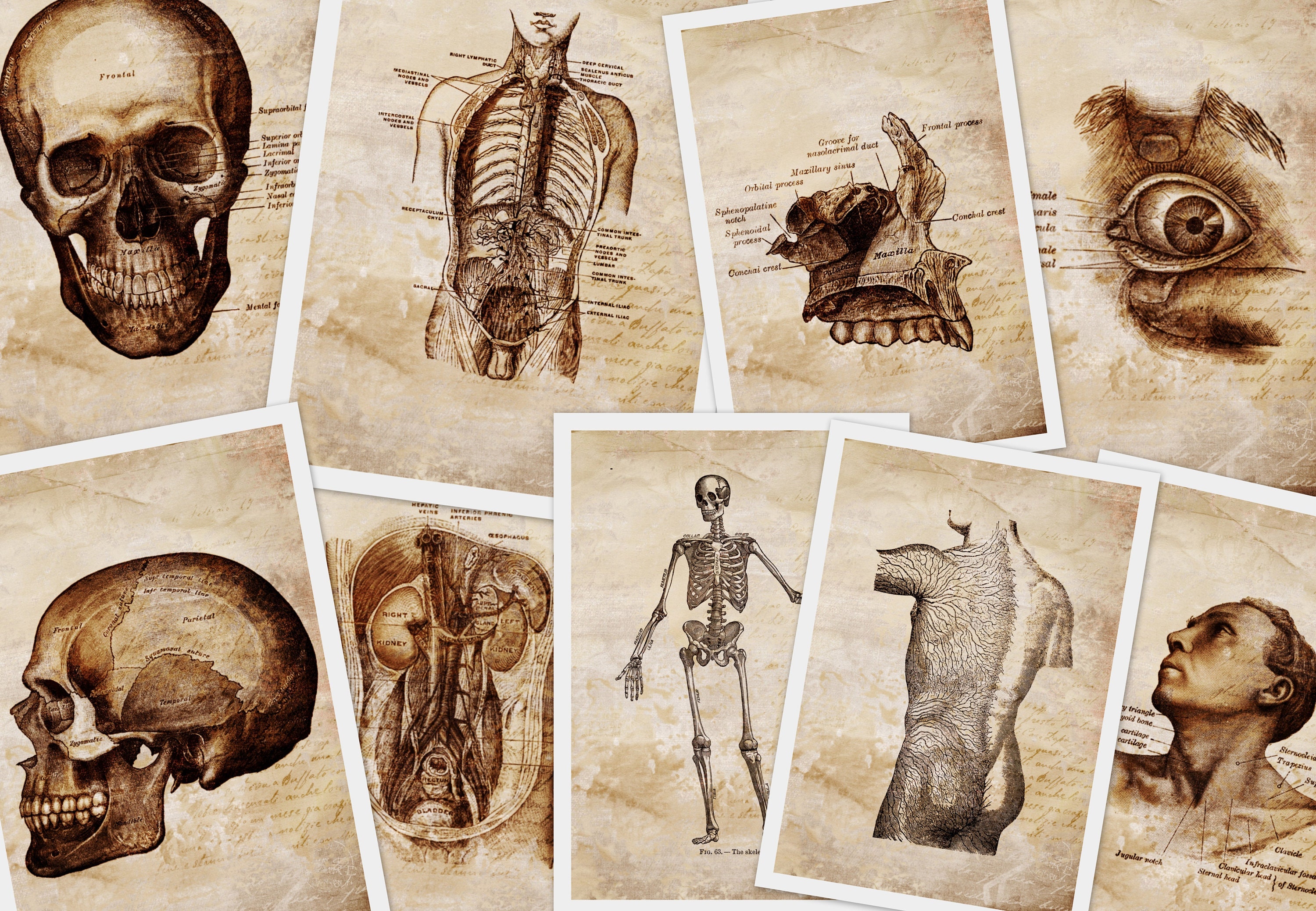 Vintage Anatomy - Etsy Vintage Anatomy - Etsy