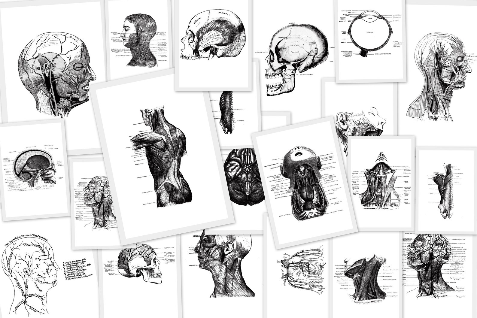 Vintage Anatomy White Background 21 Prints Instant Downloads. | Etsy