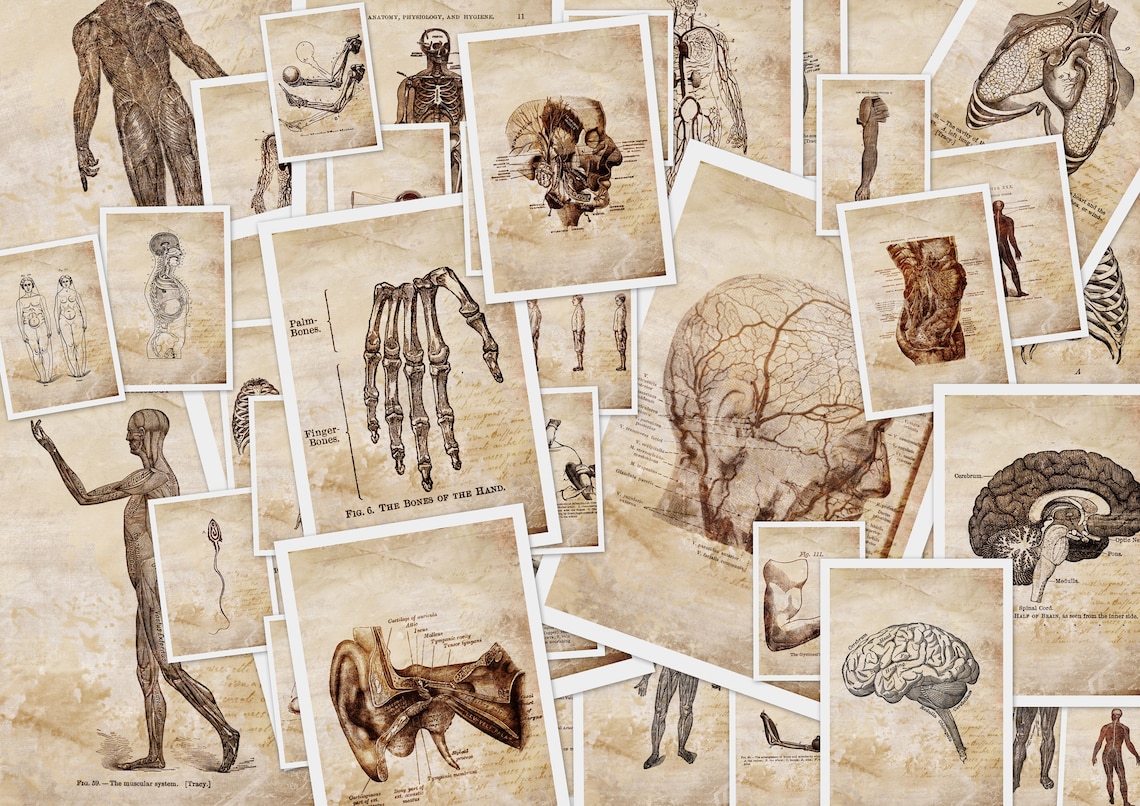 Vintage Anatomy 54 Prints Anatomical illustrations Instant | Etsy