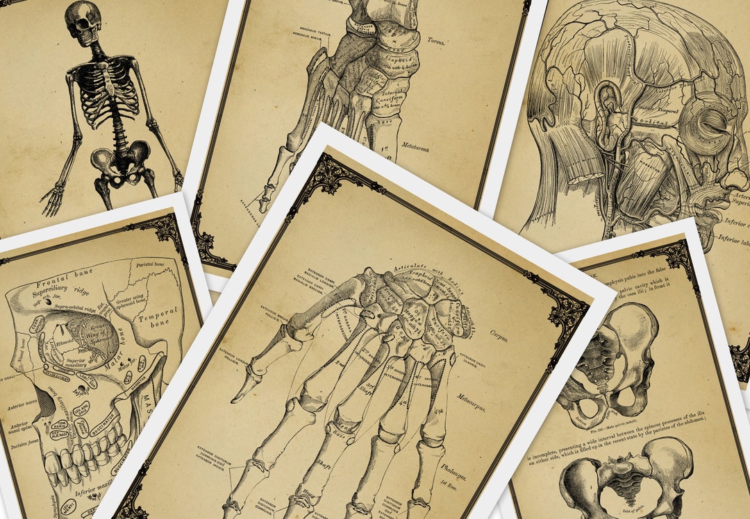 Vintage Anatomical Pictures Instant Download Printable - Etsy