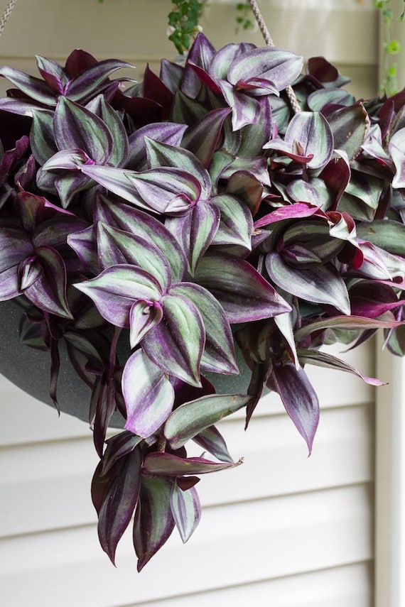zimmerpflanze mit lanzettlichen blttern Zimmerpflanzen mit marmoriertem Laub (x3) - Ctenanthe burle marxii,  ctenanthe amagris, syngonium pixie