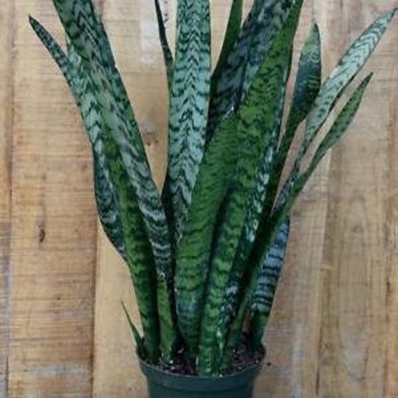 Sansevieria, Snake Plant, Bare Roots, 12-24 Tall, Air Purifier - Etsy
