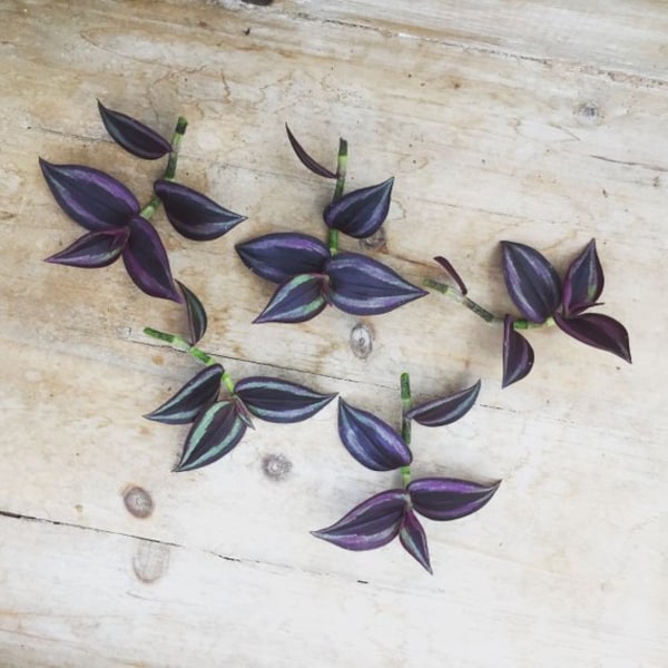 Wandering Jew cuttings, 7qty, 6-8”, live plants, plant cuttings, indoor plants variegated silver and purple leaves, tropical plants