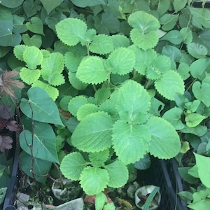 May include: A close-up of a potted plant with green leaves. The plant is growing in a black plastic pot and is surrounded by other plants.